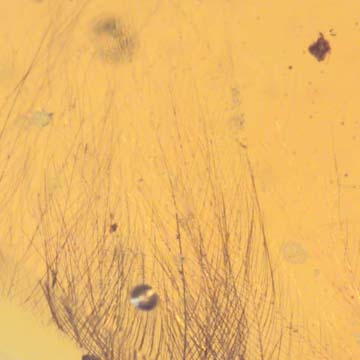 Rare Feather In Dominican Amber