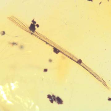 Rare Feather In Dominican Amber Rare Feather In Dominican Amber
