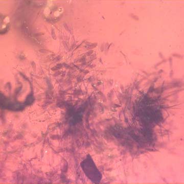 Rare Feather Like Thing, Beetle And Thrip In Dominican Amber Rare Feather Like Thing, Beetle And Thrip In Dominican Amber