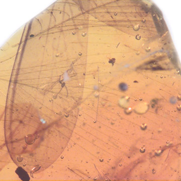 Rare Feathers In Dominican Amber Rare Feathers In Dominican Amber