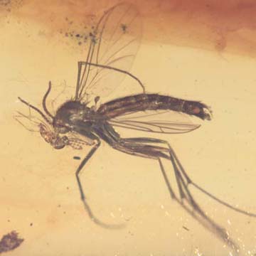 Rare Fighting Of Fungus Gnat And Gall Midge In Dominican Amber. Rare Fighting Of Fungus Gnat And Gall Midge In Dominican Amber.