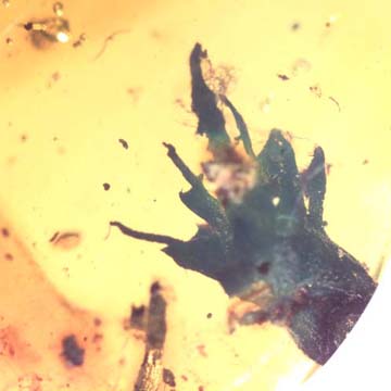 Rare Flower In Dominican Amber Rare Flower In Dominican Amber