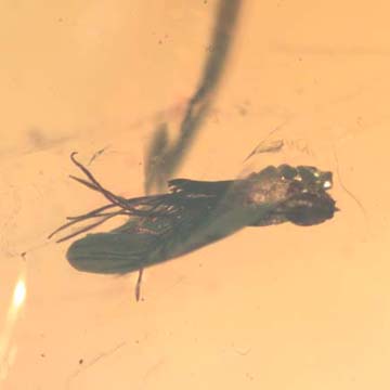 Rare Flower In Dominican Amber