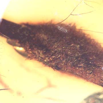 Rare Flower Bud In Dominican Amber Rare Flower Bud In Dominican Amber