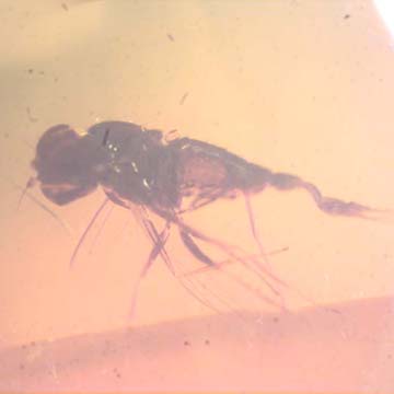 Rare Fly With Genital Coming Out In Dominican Amber Rare Fly With Genital Coming Out In Dominican Amber