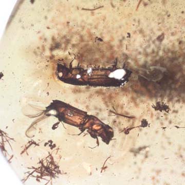 Rare Four Beetle, Fungus Gnat, Bark Beetle And Nice Bubble Formation In Dominican Amber Rare Four Beetle, Fungus Gnat, Bark Beetle And Nice Bubble Formation In Dominican Amber