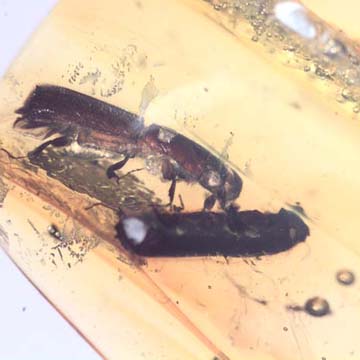 Rare Four Tiny Mites Below The Bark Beetle In Dominican Amber. Rare Four Tiny Mites Below The Bark Beetle In Dominican Amber.