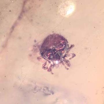 Rare Frass In Configuration And Mite In Dominican Amber.