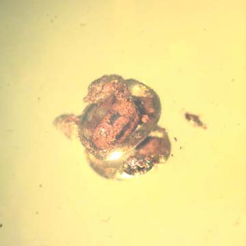 Rare Frass Pellets Inside Bubble In Dominican Amber Rare Frass Pellets Inside Bubble In Dominican Amber