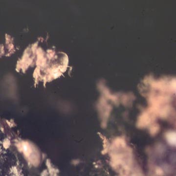 Rare Full Of Mites In Dominican Amber. Rare Full Of Mites In Dominican Amber.