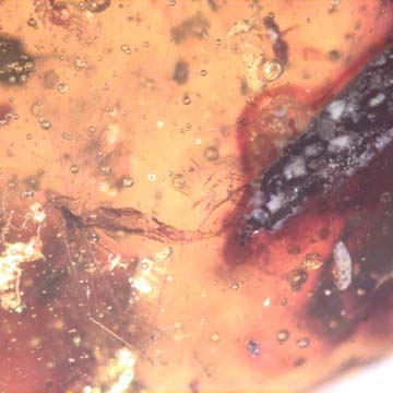 Rare Fungus Gnat With Twenty Eggs, Spider And Four Elongate Springtail In Dominican Amber. Rare Fungus Gnat With Twenty Eggs, Spider And Four Elongate Springtail In Dominican Amber.