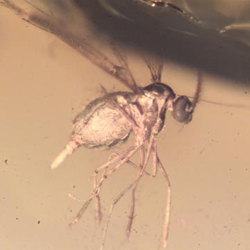 Rare Gall Gnat Coming Out Fiberous Seed In Dominican Amber. Rare Gall Gnat Coming Out Fiberous Seed In Dominican Amber.