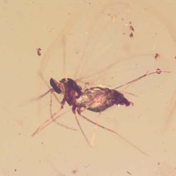 Rare Gall Midge And Large Leaf In Dominican Amber Rare Gall Midge And Large Leaf In Dominican Amber