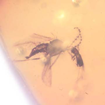 Rare Gall Midge And Beeetle Fighting And Moth Fly In Dominican Amber
