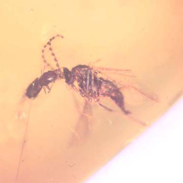 Rare Gall Midge And Beetle Fighting And Moth Fly In Dominican Amber. Rare Gall Midge And Beetle Fighting And Moth Fly In Dominican Amber.