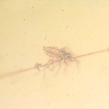 Rare Gall Midge Clinging On A Leg Of A Bug In Dominican Amber Rare Gall Midge Clinging On A Leg Of A Bug In Dominican Amber