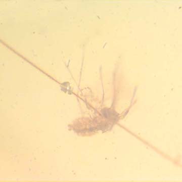 Rare Gall Midge Clinging On A Leg Of A Bug In Dominican Amber.