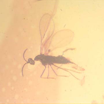 Rare Gall Midge With Two Mites On Its Leg In Dominican Amber Rare Gall Midge With Two Mites On Its Leg In Dominican Amber