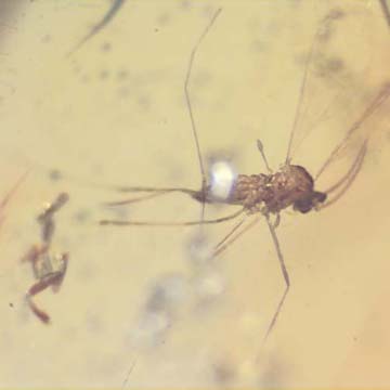 Rare Gall Midge With 8 Eggs In Dominican Amber Rare Gall Midge With 8 Eggs In Dominican Amber