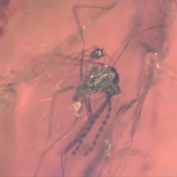 Rare Gall Midge With Fairy Fly Riding On Its Back In Dominican Amber