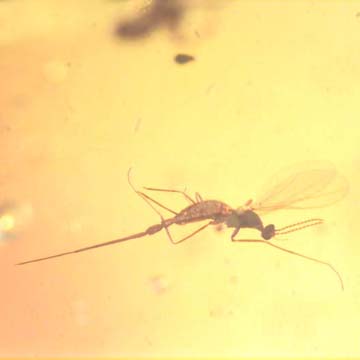 Rare Gall Midge With Genital Extended And Spider In Dominican Amber Rare Gall Midge With Genital Extended And Spider In Dominican Amber