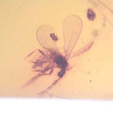 Rare Ghost Of Gnat Bug With Mite On Its Wing In Dominican Amber Rare Ghost Of Gnat Bug With Mite On Its Wing In Dominican Amber