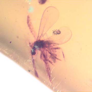 Rare Ghost Of Gnat Bug With Mite On Its Wing In Dominican Amber.