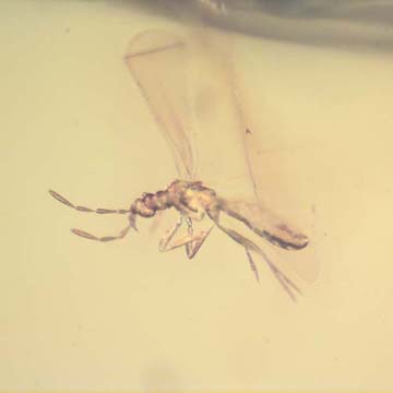 Rare Gnat Bug And Cricket In Dominican Amber Rare Gnat Bug And Cricket In Dominican Amber