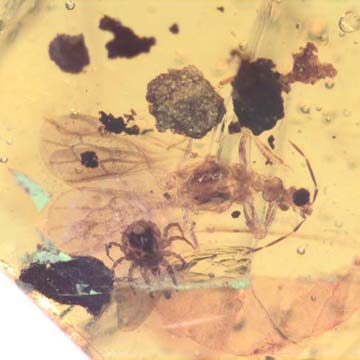 Rare Gnat Bug And Mite In Dominican Amber. Rare Gnat Bug And Mite In Dominican Amber.