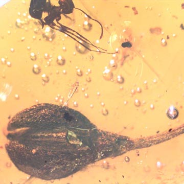 Rare Gnat Bug, Bud, Three Elongate Springtail And Worker Ant In Dominican Amber. Rare Gnat Bug, Bud, Three Elongate Springtail And Worker Ant In Dominican Amber.