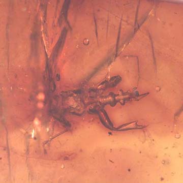Rare Gnat Bug In Dominican Amber Rare Gnat Bug In Dominican Amber