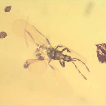 Rare Gnat Bug In Dominican Amber Rare Gnat Bug In Dominican Amber