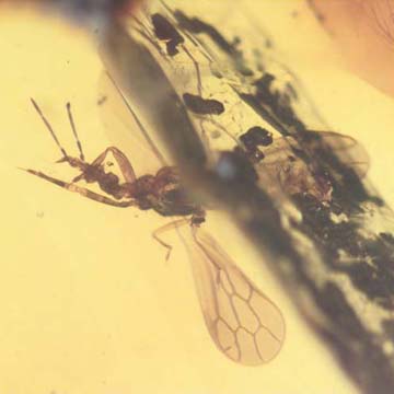 Rare Gnat Bug In Dominican Amber Rare Gnat Bug In Dominican Amber