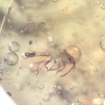 Rare Gnat Bug In Dominican Amber Rare Gnat Bug In Dominican Amber