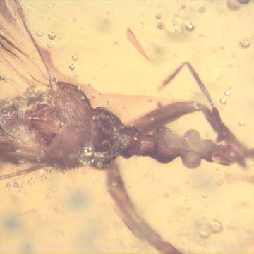 Rare Gnat Bug In Dominican Amber Rare Gnat Bug In Dominican Amber