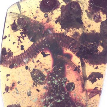 Rare Huge Breached Millipede In Dominican Amber.