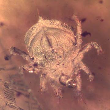 Rare Huge Mite And Bark Beetle In Dominican Amber. Rare Huge Mite And Bark Beetle In Dominican Amber.