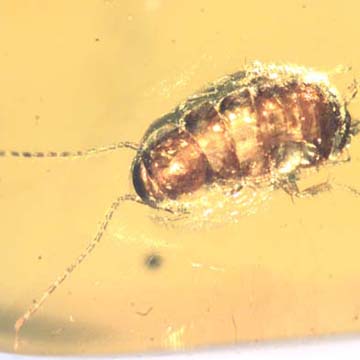 Rare Immature Roach In Dominican Amber.