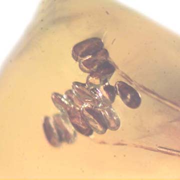 Rare Twelve Eggs In Dominican Amber Rare Twelve Eggs In Dominican Amber