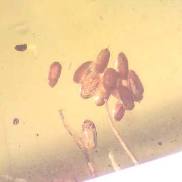 Rare Twelve Eggs In Dominican Amber Rare Twelve Eggs In Dominican Amber