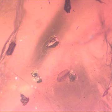 Rare Thirteen Eggs In Dominican Amber Rare Thirteen Eggs In Dominican Amber