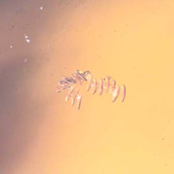 Rare Seventeen Eggs In Dominican Amber Rare Seventeen Eggs In Dominican Amber