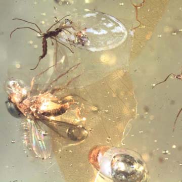 Rare Two Long Legged Flies, One With Egg, Gall Midge And Globular Springtail In Dominican Amber Rare Two Long Legged Flies, One With Egg, Gall Midge And Globular Springtail In Dominican Amber