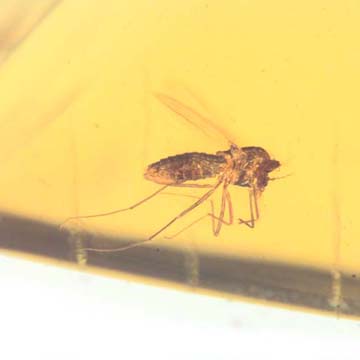 Rare Two Mites Riding On Head Of Biting Midge In Dominican Amber. Rare Two Mites Riding On Head Of Biting Midge In Dominican Amber.