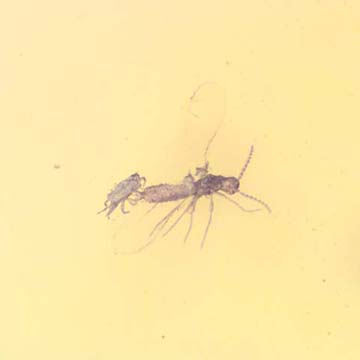 Rare Two Mites Riding On Host In Dominican Amber. Rare Two Mites Riding On Host In Dominican Amber.