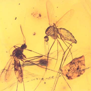 Rare Two Mosquitos In Dominican Amber Rare Two Mosquitos In Dominican Amber