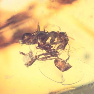 Rare Two Worker Ants Fighting In Dominican Amber Rare Two Worker Ants Fighting In Dominican Amber