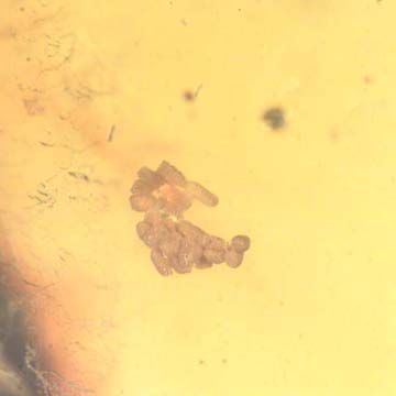 Rare Twenty Eggs And Beetle In Dominican Amber