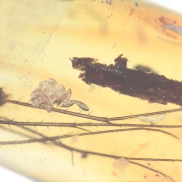 Rare Twenty Six Eggs And Fungus Gnat In Dominican Amber