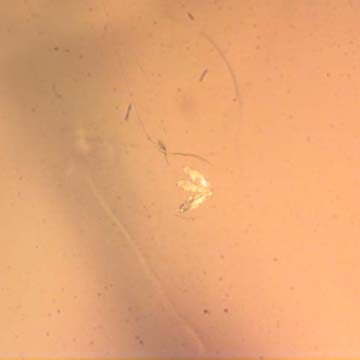 Rare Three Eggs, Winged Termite And Cricket In Dominican Amber Rare Three Eggs, Winged Termite And Cricket In Dominican Amber